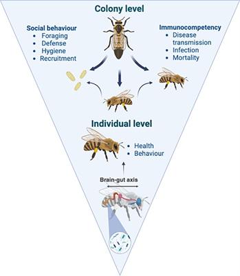 A case for microbial therapeutics to bolster colony health and performance of honey bees